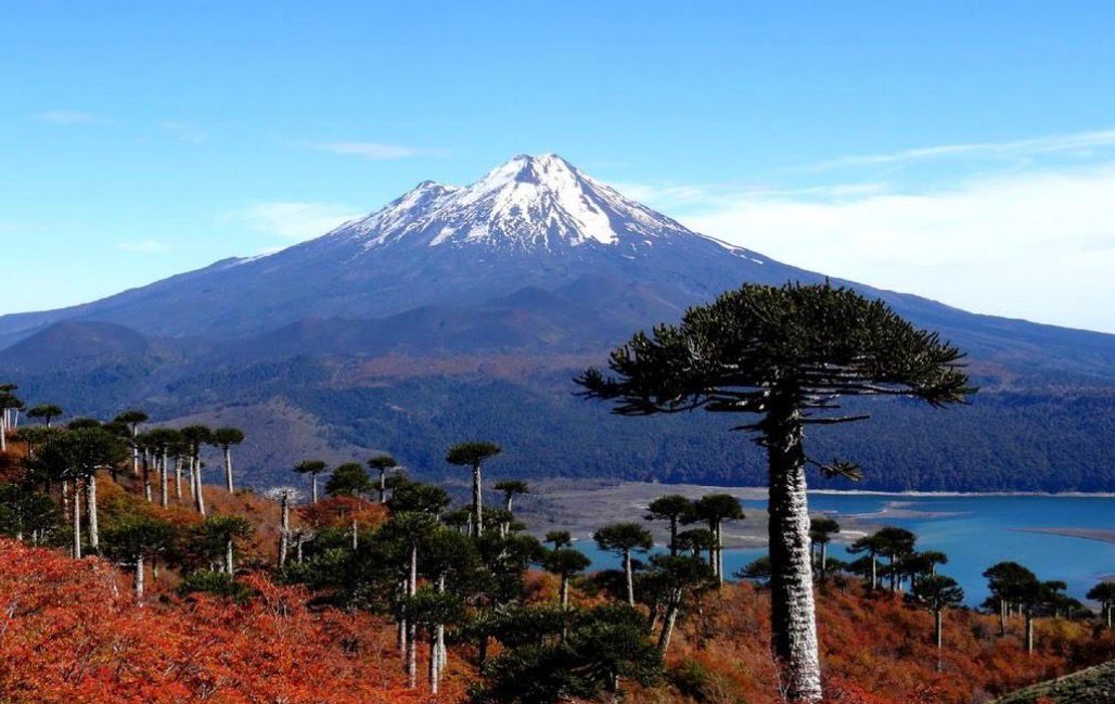 Temuco albergará el 13° Seminario Nacional de REASE con un sello intercultural inédito